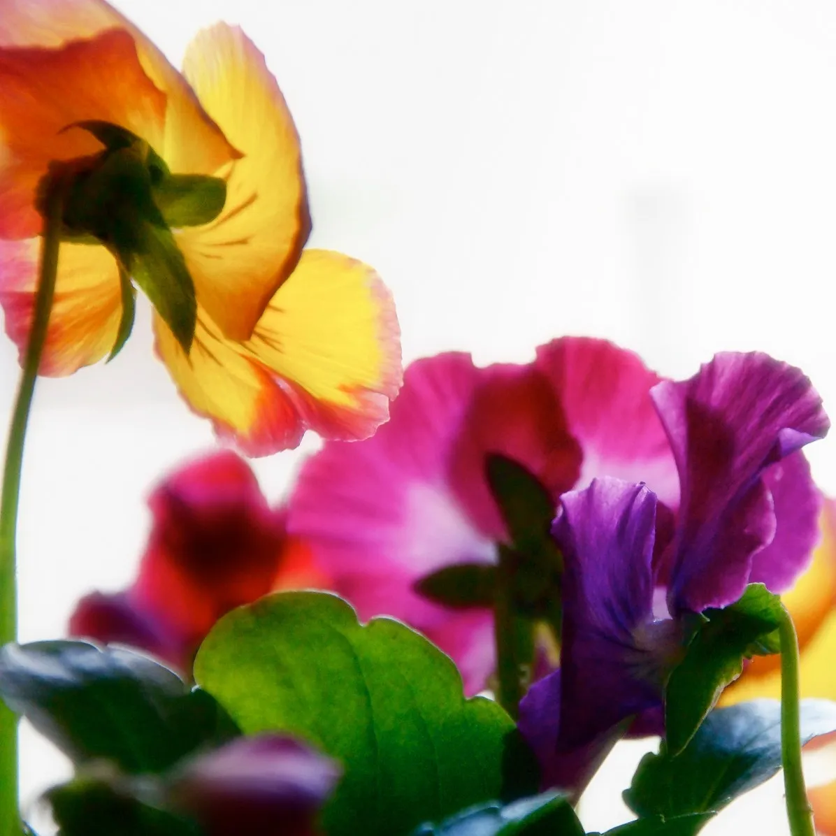 Artistic Photography